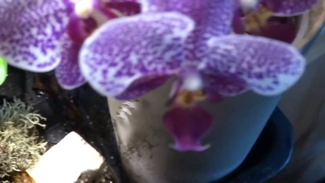 Phalaenopsis Parishii SPECIES 0614