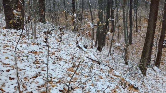 голоса эстонских гончих смотреть онлайн
