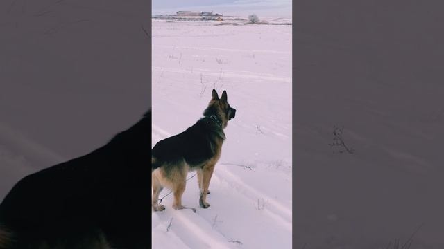 Заяц! Заяц! Как из сторожевой сделать охотничью.... ????