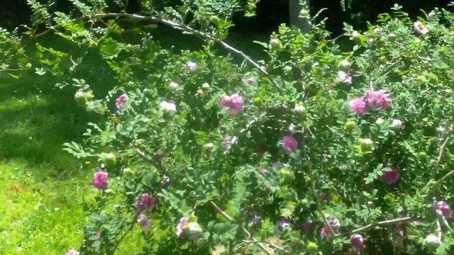 Rosa Roxburghii (Double Chestnut Rose)