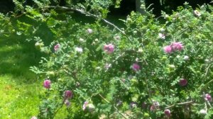 Rosa roxburghii (Double Chestnut Rose)