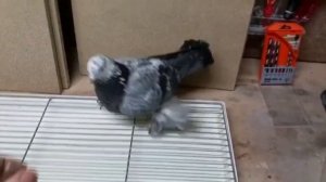 Как я делаю гнёзда для голубей? ?️ Голубевод Sergej Peters. Часть-1