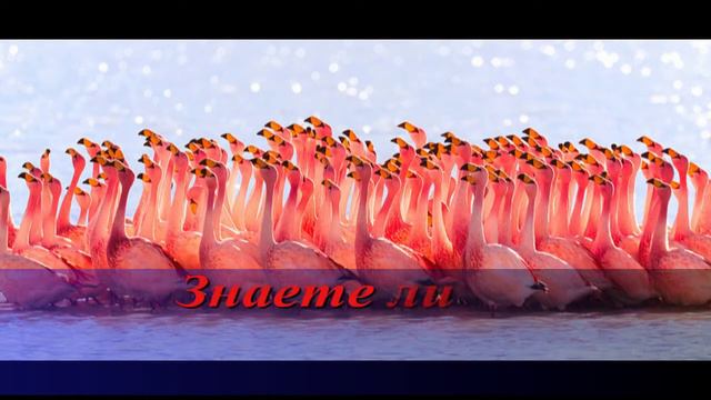 Знаете ли вы ? смотреть онлайн