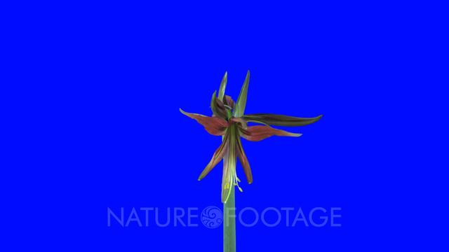 Time-lapse of opening amaryllis Hippeastrum Cybister Tango in 4K Animation format with ALPHA tran.. смотреть онлайн