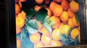 Абрикосы Слава севера и Чемпион Севера. Общие характеристики.Посадка,уход. #абрикос,#сад,#абрикосы.