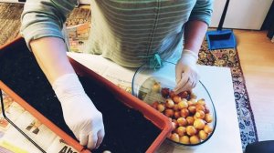 Лук на зелень! Как вырастить  лук на перо дома на подоконнике. Супер простой и удобный способ!