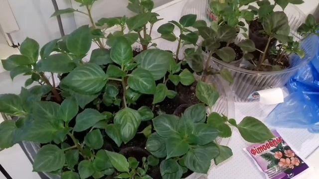 Клещ на бальзаминах/ избавляюсь от клеща на цветах смотреть онлайн