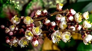 НАСТРОЕНИЕ СЧАСТЬЕ. Настрой и аффирмации Я СЧАСТЛИВЫЙ ЧЕЛОВЕК