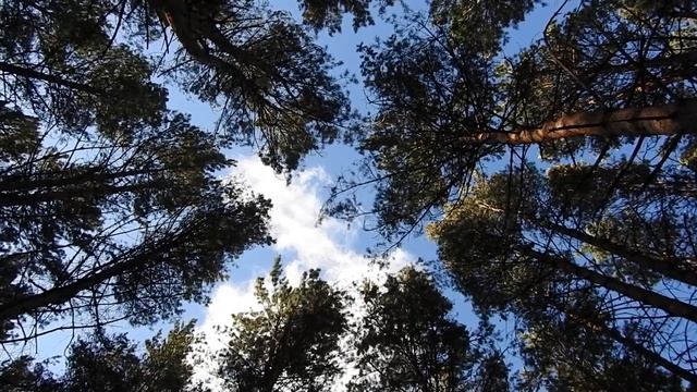 Видеозарисовка - Живое смотреть онлайн