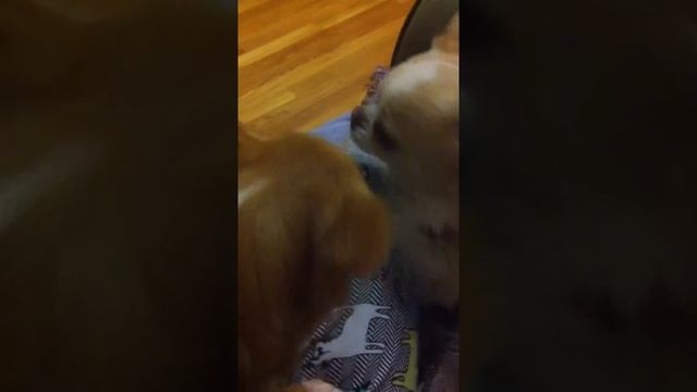 Paw The Nose Game смотреть онлайн