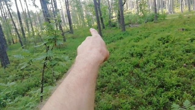 Сбор черники. Новый РЕКОРД ......... смотреть онлайн
