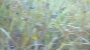 Гнездо Ос. Осы Германские Вылетают из Гнезда в Земле  !