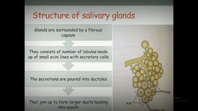 salivary glands anatomy & physiology in hindi || structure || functions || sliva and its compositio смотреть онлайн