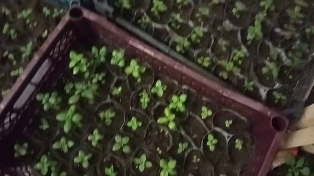 Рассада в теплице. На улице -5 градусов. смотреть онлайн