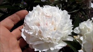 Сильвия. Пион белый.