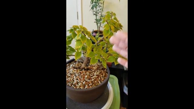 Day 8 - Bougainvillea Glabra смотреть онлайн