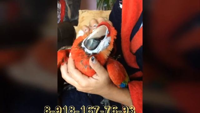 Ара макао птенец выкормыш, Краснодар, Москва, питомник " Мой Ара" смотреть онлайн