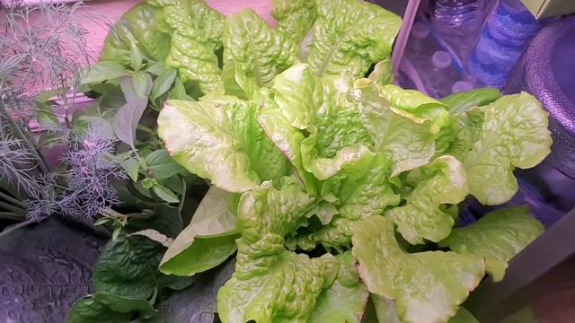 Baked Ricotta Pasta (A Healthier Alternative to #BakedFetaPasta) and an #AeroGarden Update! смотреть онлайн