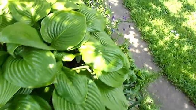 НА ДАЧЕ ) пионы)ирисы )армерия)