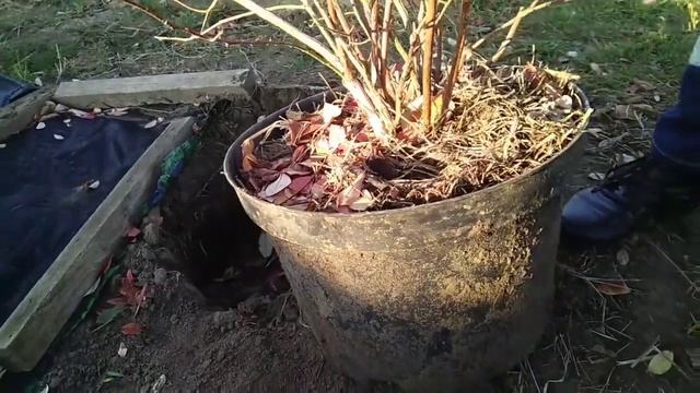Голубика в контейнере - обзор. смотреть онлайн