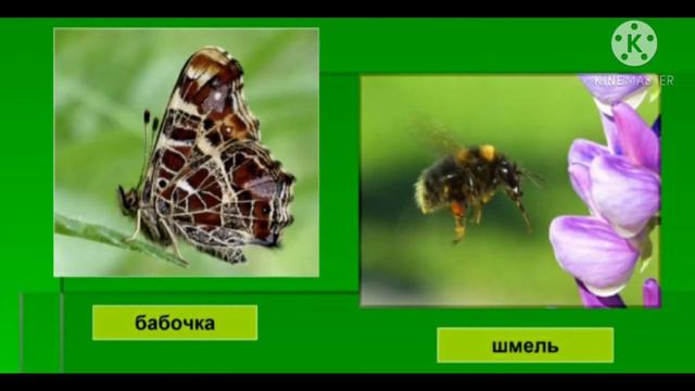 сообщение:зона степей.