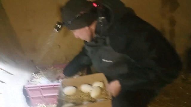 Первая закладка холмогорских яиц под гусыню 2023году. смотреть онлайн