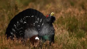 Звуки природы!  Глухарь. Красивое пение птиц. Голоса птиц