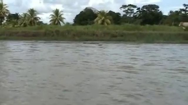caiman vs crocodile смотреть онлайн