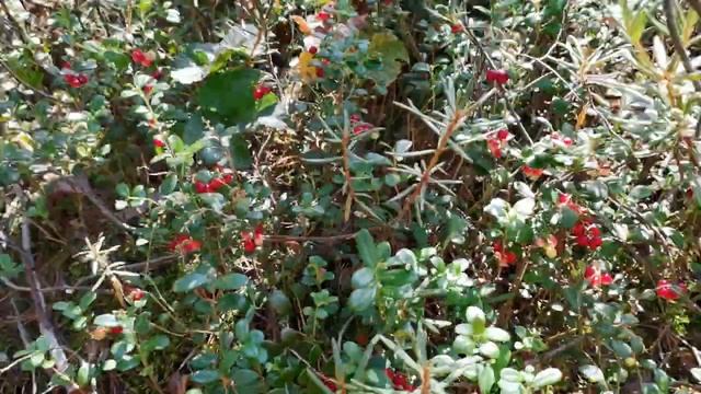 Собираем БРУСНИКУ. Витамины на зиму! смотреть онлайн