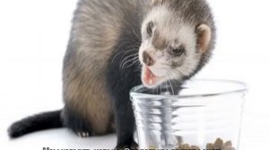 Что едят хорьки в природе и дома — список продуктов