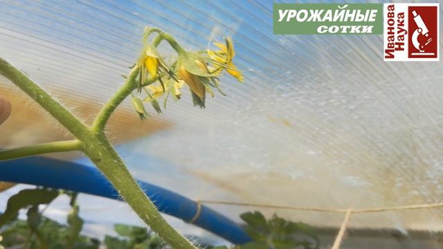 Этот СЕКРЕТ самого полного урожая томата доступен всем! Просто сделайте это в теплице сейчас. смотреть онлайн