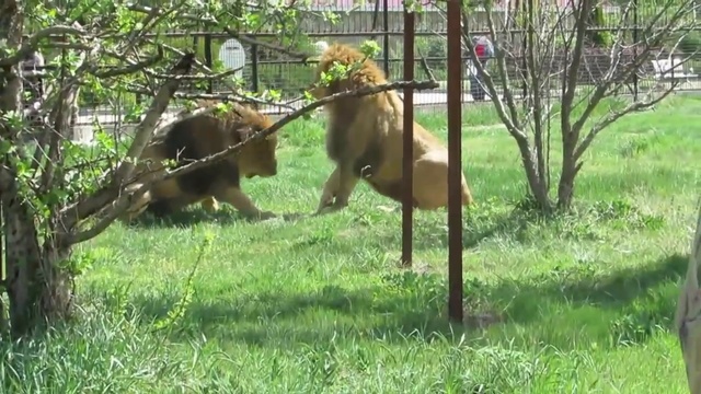 Тайган выпустил львов из вольеров Крым 2016 смотреть онлайн