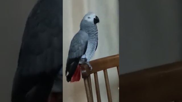 Ну очень милый ролик! смотреть онлайн