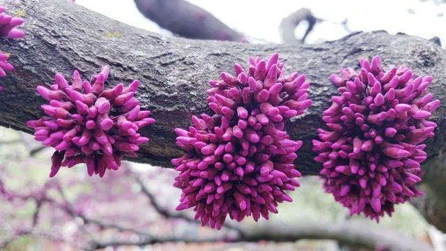 밥알 닮은 박태기나무꽃 효능 고혈압 중풍 피를 맑게《Health Benefits Of Cercis Chinensis - Chinese Redbud In Cheerful Bloom