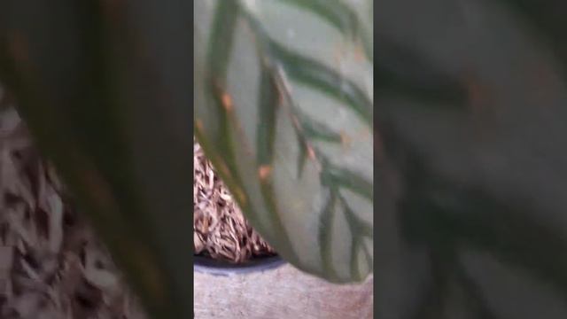 tanaman hias calathea sentosa#jumat,27-11-2020 смотреть онлайн
