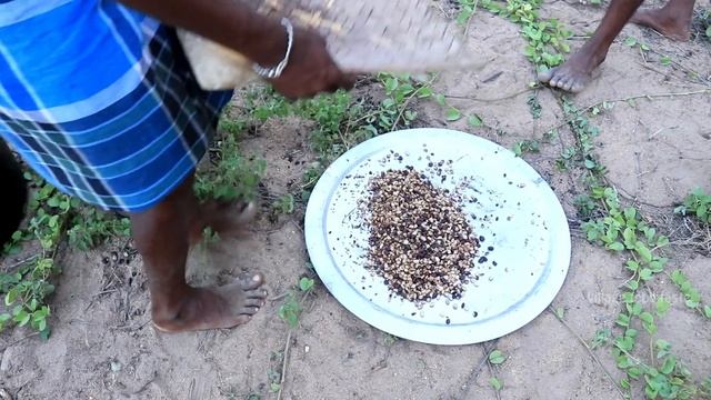 Tamarind seeds frying, soaking and eating in my village | village food taste смотреть онлайн