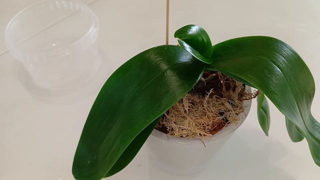 Полив орхидеи после пересадки! смотреть онлайн