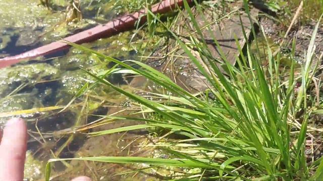 Как вода удерживается в водоёме? Наглядный пример. смотреть онлайн