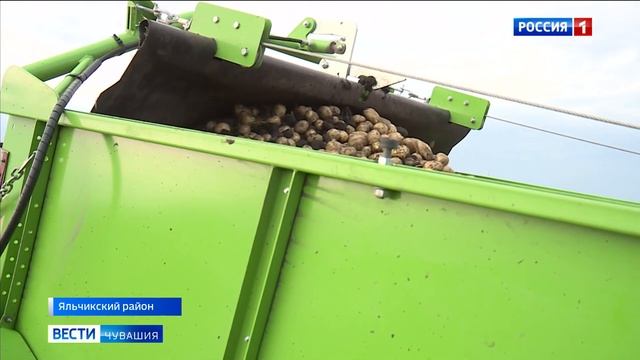 В Чувашии планируют собрать 110 тыс. тонн картофеля смотреть онлайн