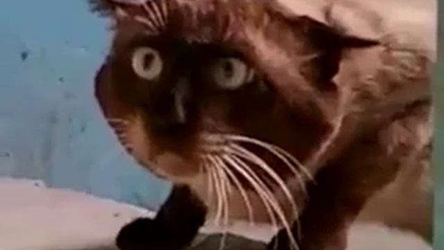 Прикол.кот в подъезде смотреть онлайн