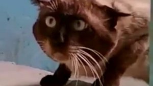 Прикол.кот в подъезде