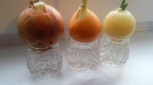 КАК ВЫРАЩИВАТЬ ЛУК НА ЗЕЛЕНЬ В ВОДЕ