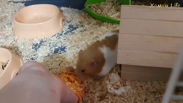 Забавный контактный зоопарк || часть I ?? смотреть онлайн