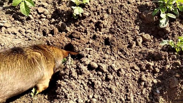 ОБЯЗАТЕЛЬНО сделайте ЭТО когда купите ДОМ НА ЮГЕ! Переезд на ПМЖ в Краснодарский край. смотреть онлайн