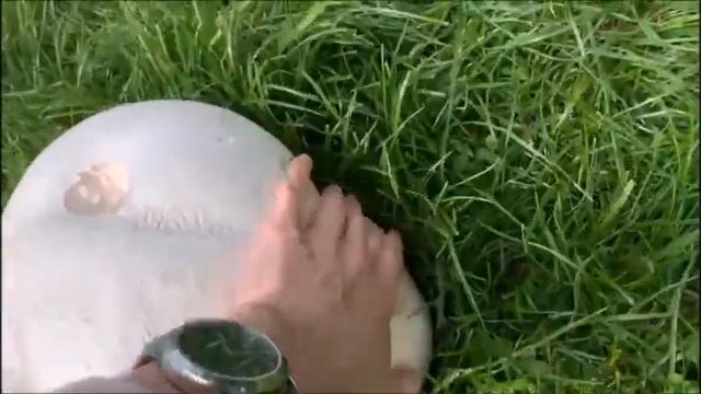 Giant Puffball Fungi Looks like Polystyrene Dundonald смотреть онлайн
