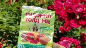 Все заболевания роз победит только этот препарат