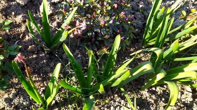 Гиацинты отцвели. Что нам делать дальше? #гиацинты #подкормкагиацинтов смотреть онлайн