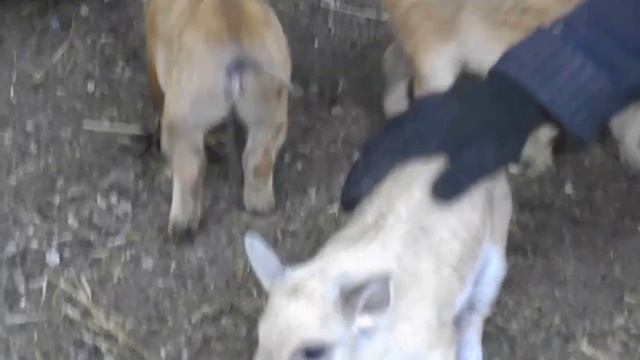 венгерская мангалица ( молодняк 2017 ) на прогулке смотреть онлайн