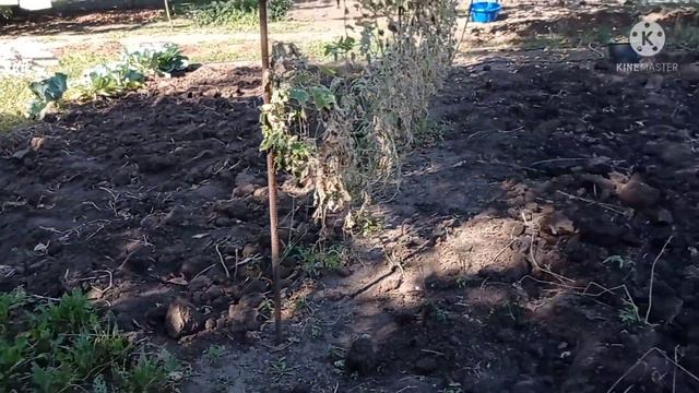 Стройка нового сарая Продолжается ,Выкопали Картошку смотреть онлайн