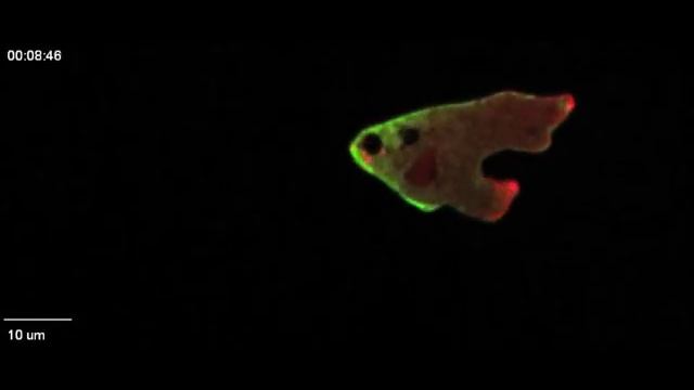 The physics of eukaryotic chemotaxis (supplemental video 2) смотреть онлайн